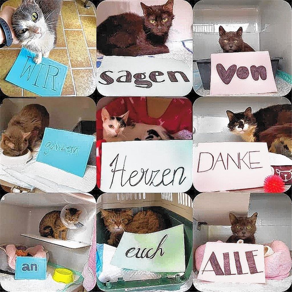 Die Hoarding-Katzen miauen wieder