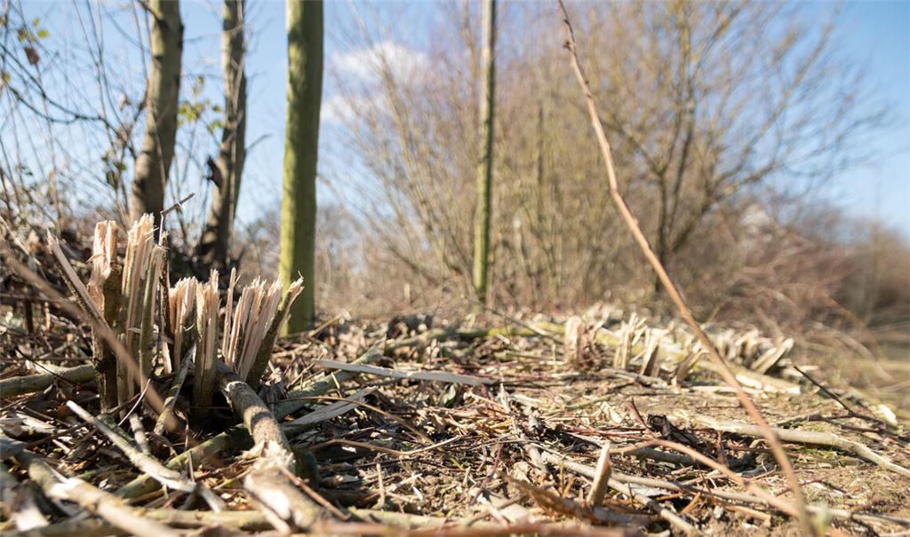 Die gerodete Feldhecke auf dem Ziegeleigelände war Lebensraum für eine Kammmolchpopulation. Doch inzwischen wurden neue Habitate gebaut. Foto: Archiv Fotomoment