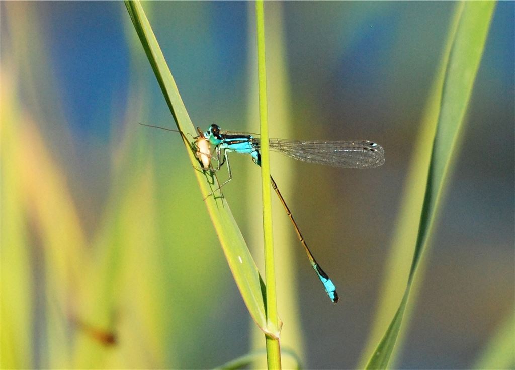 Die immer stärker gefährdete „Kleine Pechlibelle“ hat ein Insekt erbeutet. Foto: Lechner