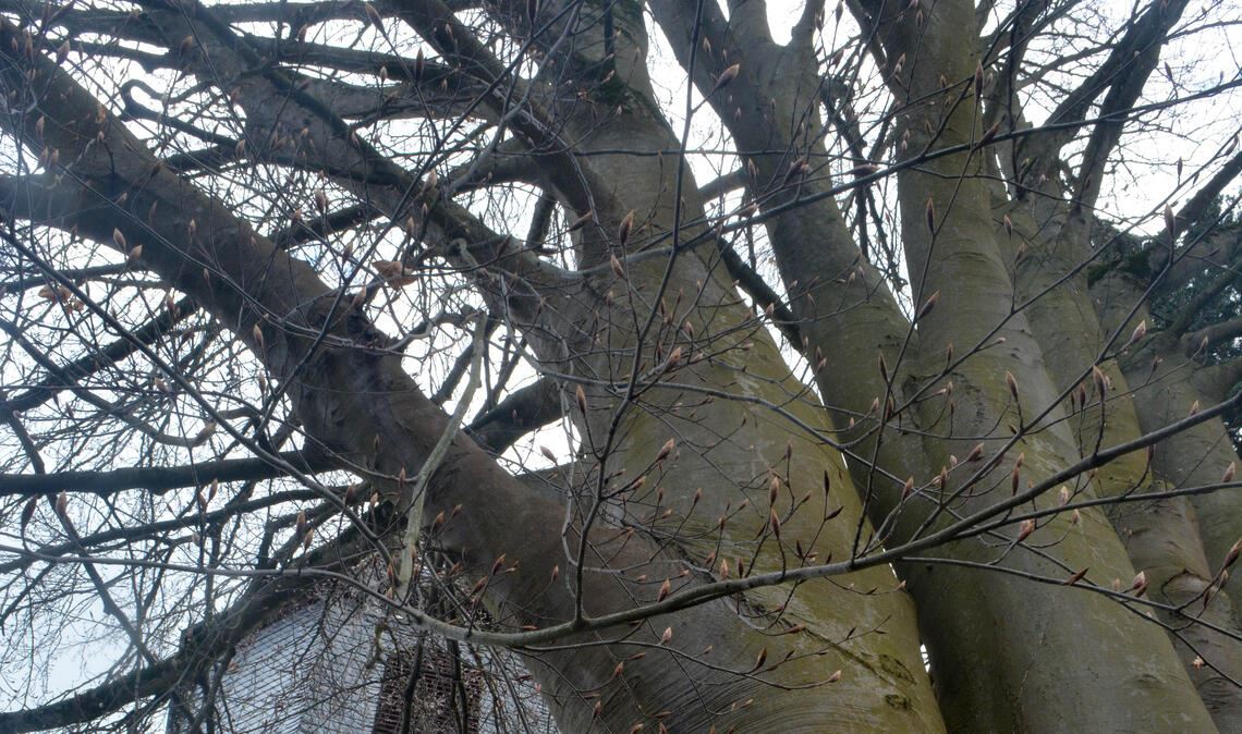 Die imposante Rotbuche muss gefällt werden. Am 7. April beginnt eine Fachfirma mit den Arbeiten. Foto: Stahlfeld