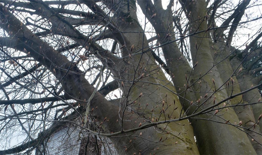 Die imposante Rotbuche muss gefällt werden. Am 7. April beginnt eine Fachfirma mit den Arbeiten. Foto: Stahlfeld