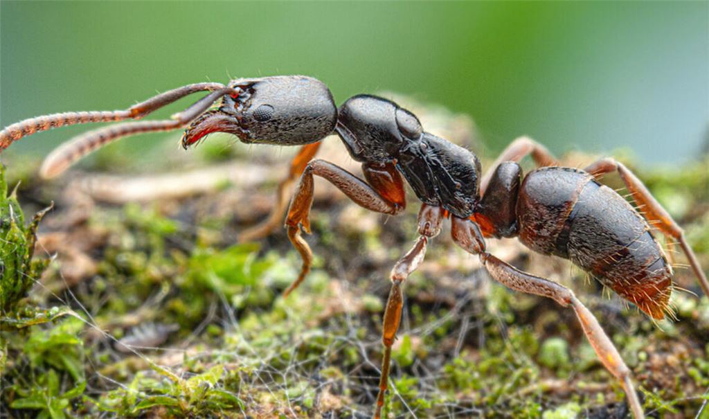 Die invasive Asiatische Nadelameise  ist jetzt  in Stuttgart heimisch.