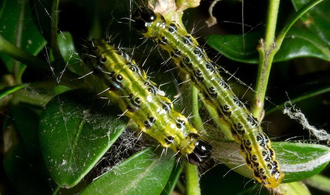 Die jahrelange Zünsler-Invasion blieb nicht ohne Folgen.