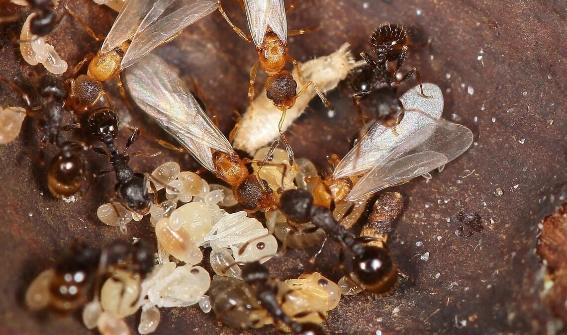 Die japanische Ameisenart Temnothorax kinomurai kennt weder Männchen noch Arbeiterinnen. Stattdessen nutzen die Königinnen dieser Art fremde Nester und deren Arbeiterinnen (dunkel) als Aufzuchthilfe.