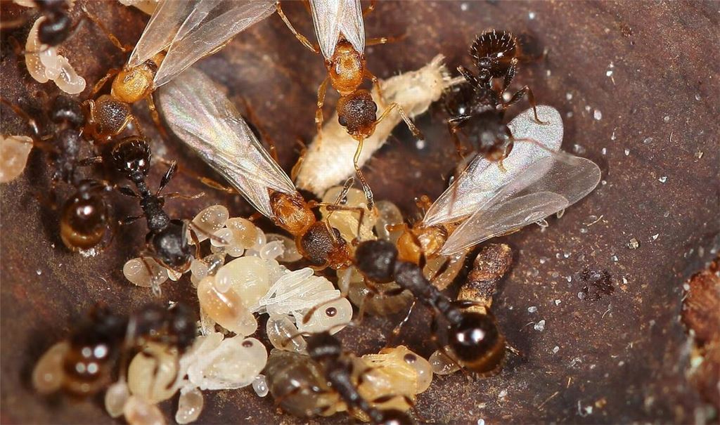 Die japanische Ameisenart Temnothorax kinomurai kennt weder Männchen noch Arbeiterinnen. Stattdessen nutzen die Königinnen dieser Art fremde Nester und deren Arbeiterinnen (dunkel) als Aufzuchthilfe.