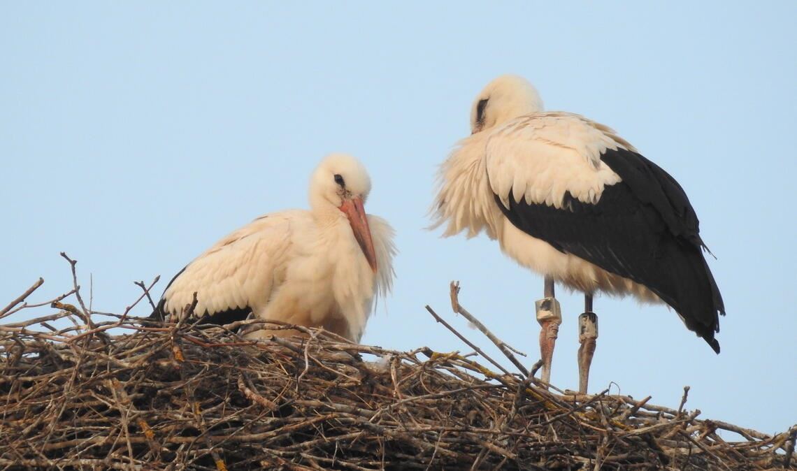 Die letzte Aufnahme von „Enzi“ und „Dürrmi“ in ihrem Nest auf dem Bauhofgelände an der Herrenwaagstraße. Fotos: Bosch