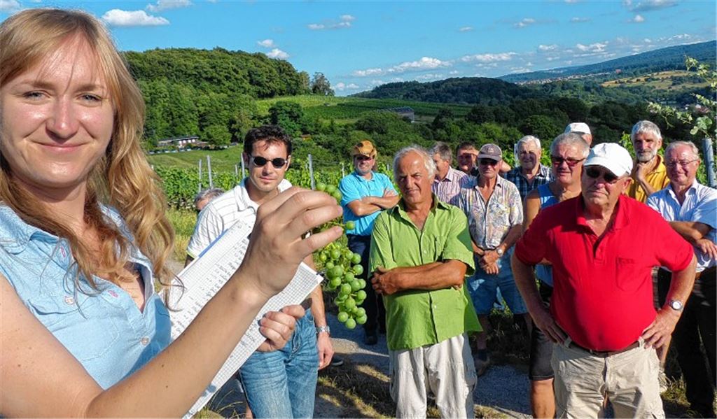 Die neue Weinberaterin Cordula von Junker macht ihre Aufwartung in Keltern und fachsimpelt mit Winzern. Mit dabei sind auch Rebschutzfachwarte und Vertreter des Landwirtschaftsamtes. Foto: Roth
