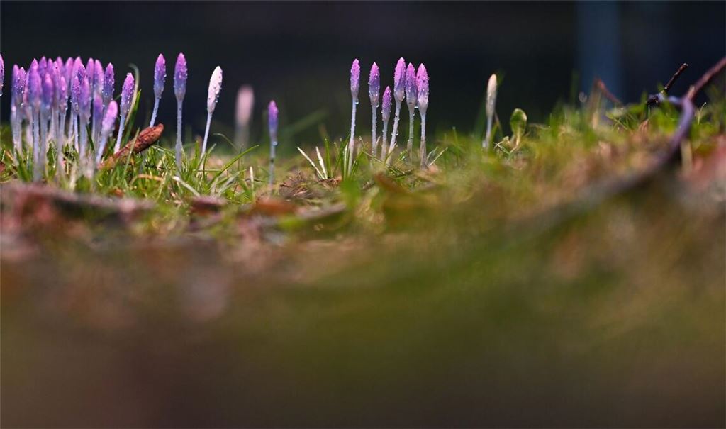 Die nun angenehmeren Temperaturen locken auch die Krokusse hervor.