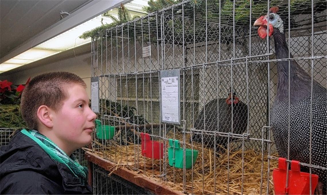 Die preisgekrönten Perlhühner von Ludwig Gille sind ein Blickfang.