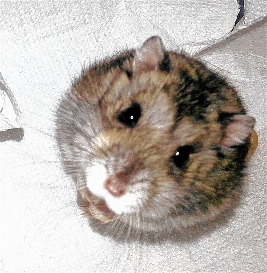 Die putzige „Post“ macht Männchen. 