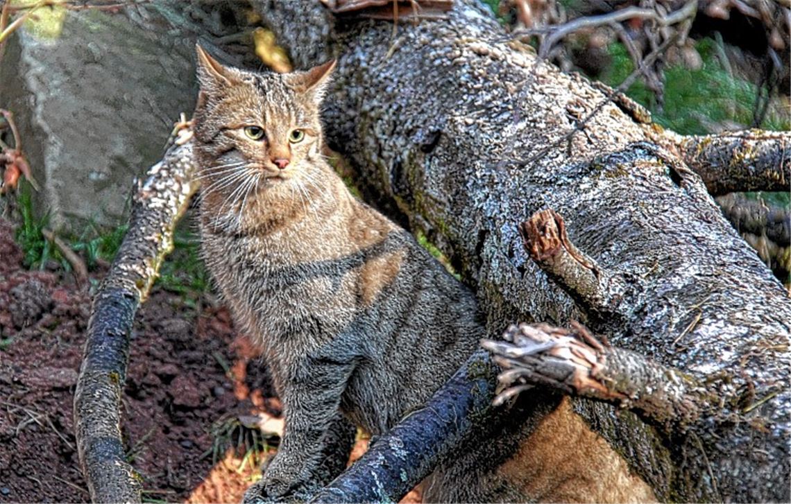 Auf den Spuren eines Phantoms