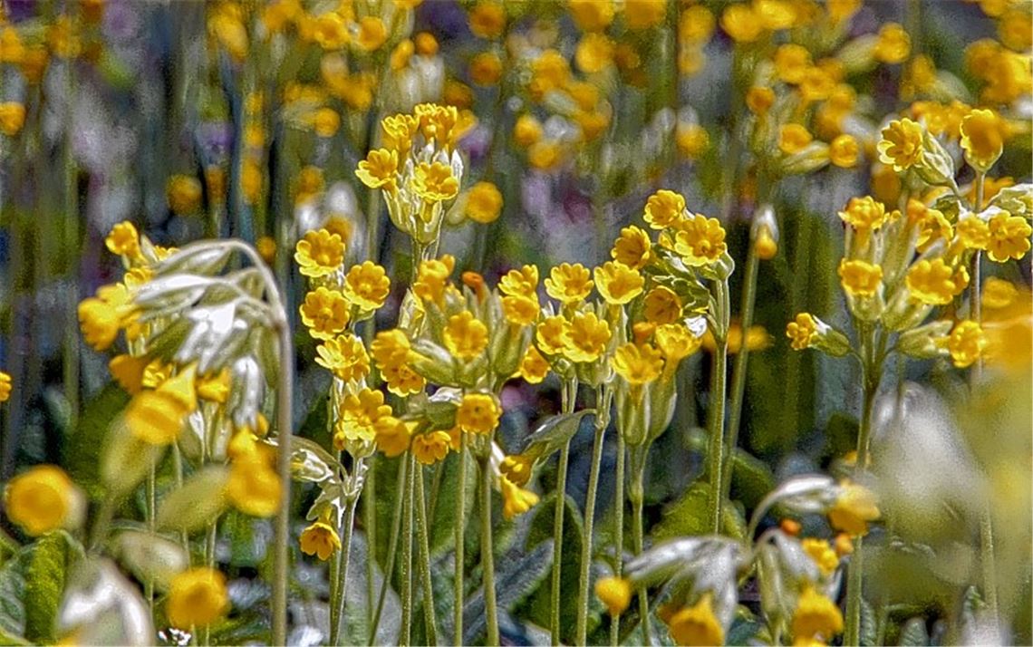 Blume des Jahres wächst im Enzkreis Blume des Jahres wächst im Enzkreis