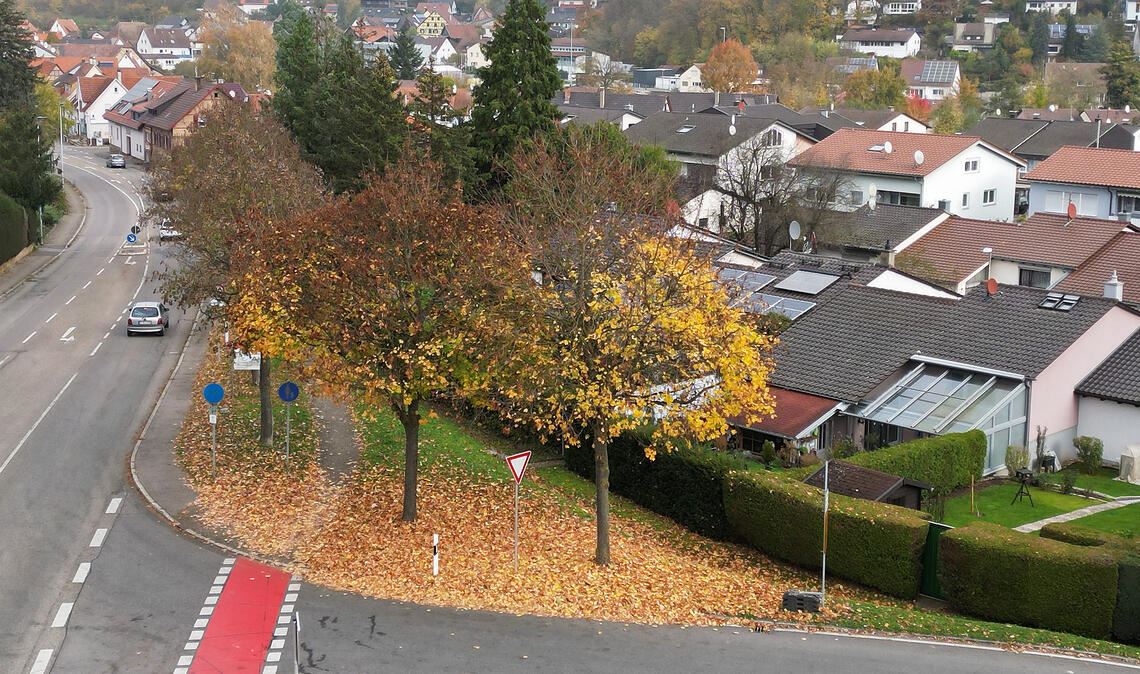 Die sieben Ahornbäume am Lienzinger Ortseingang sollen bleiben, auch wenn ihre Blätter und Früchte den Anliegern viel Arbeit machen. Foto: Fotomoment