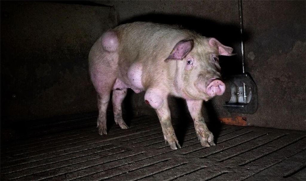 Die spanische Nichtregierungsorganisation Arge hat grausige Fotos aus einem Schweinemastbetrieb in der Provinz Teruel veröffentlicht und Anzeige gegen die Verantwortlichen erstattet.