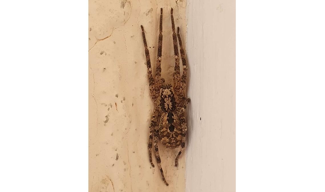 Die typische Totenkopfzeichnung zeigt: Hardy Fehr hat eine Nosferatu-Spinne fotografiert.