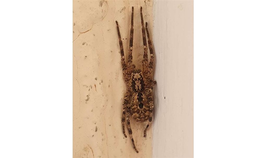 Die typische Totenkopfzeichnung zeigt: Hardy Fehr hat eine Nosferatu-Spinne fotografiert.