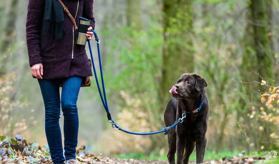 Die vergifteten Köder aus Fleisch- und Wurststückchen führten zum Tod der Tiere (Symbolbild).