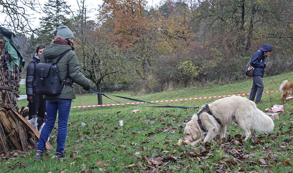 Die vierbeinigen Detektive erschnüffeln wichtige Hinweise. Foto: Gießler
