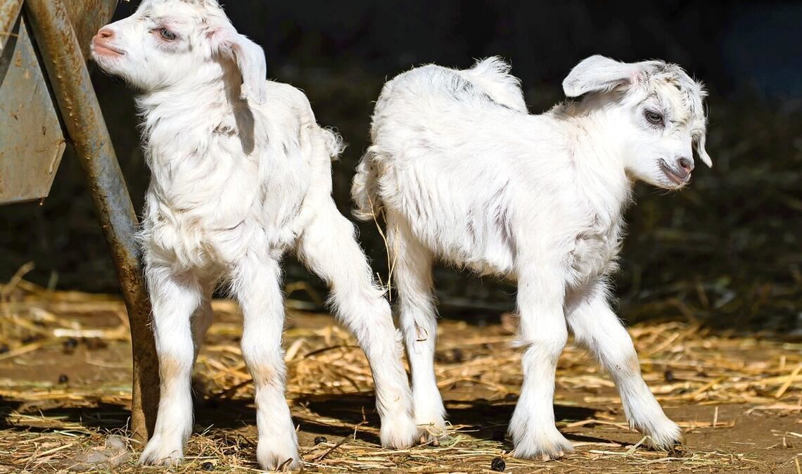 Die vor kurzem neu geborenen Kaschmirziegen in der Wilhelma erkunden bereits ihre Umgebung.