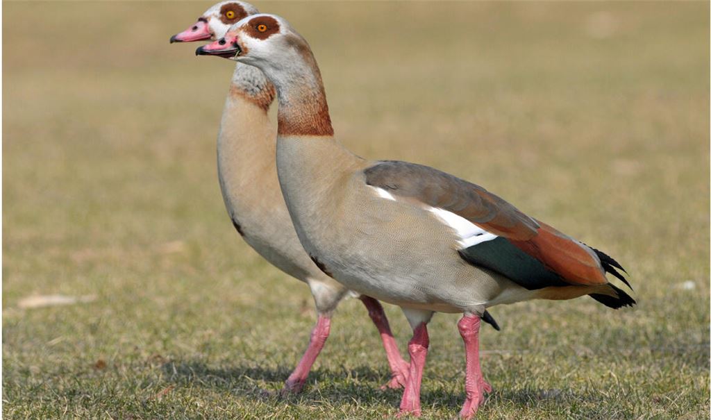 Die wachsende Zahl von Nilgänsen trägt zur Verschmutzung von Gewässern bei. Symbolfotos: Archiv