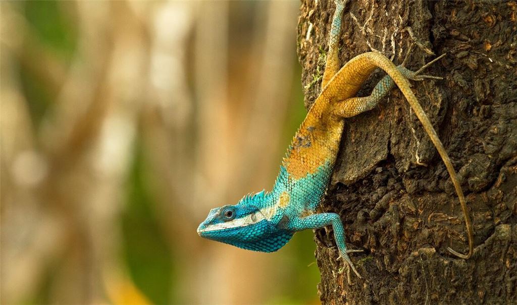 Diese Blaukopf-Schönechse (Calotes goetzi) aus Kambodscha posiert für ein Foto.