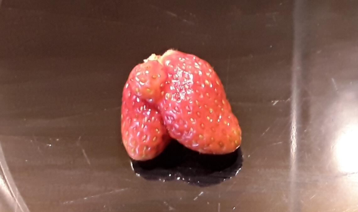 Diese Erdbeere passt nicht ins Lehrbuch. Aber süß ist sie in doppelter Hinsicht. Foto: Becker