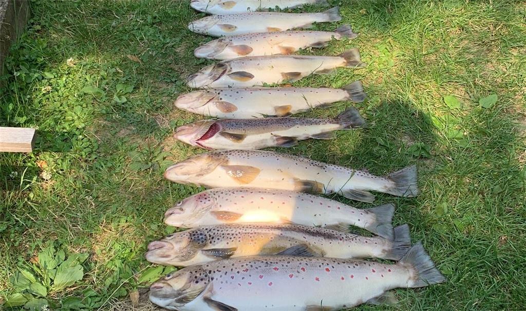 Diese Fischkadaver stammen aus dem Kraichbach. Foto: Georgios Lazoudis