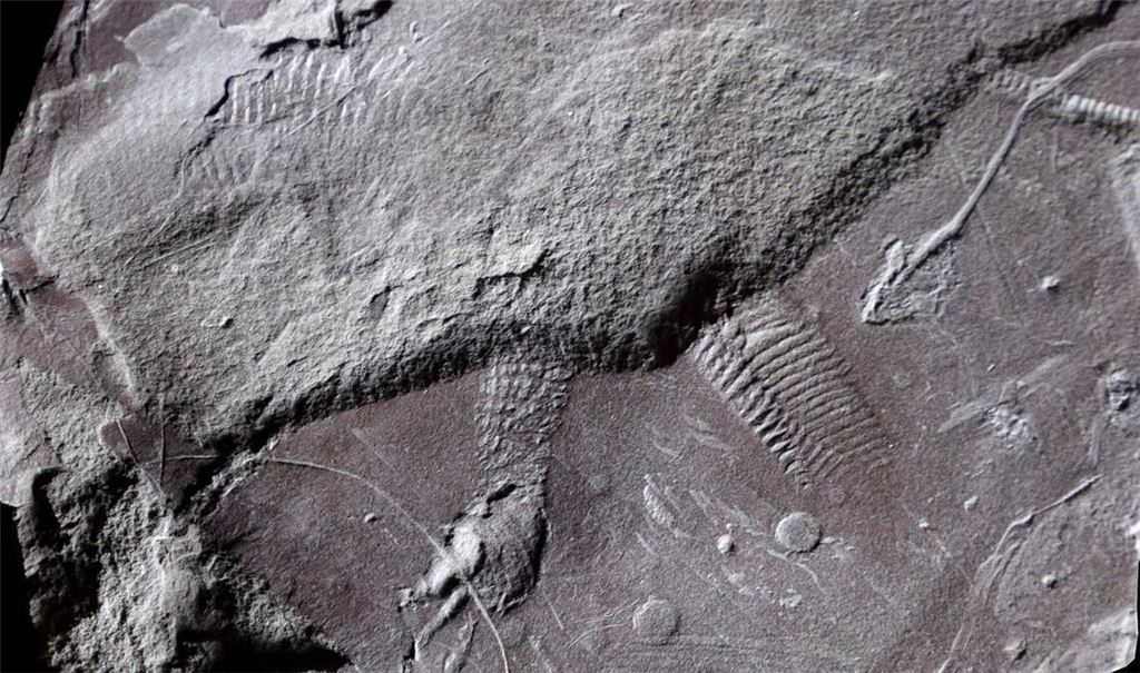 Diese Hautabdrücke eines eidechsengroßen Reptils sind 298 bis 299 Millionen Jahre alt. Sie sind der älteste Nachweis von reptilientypischen Schuppen.
