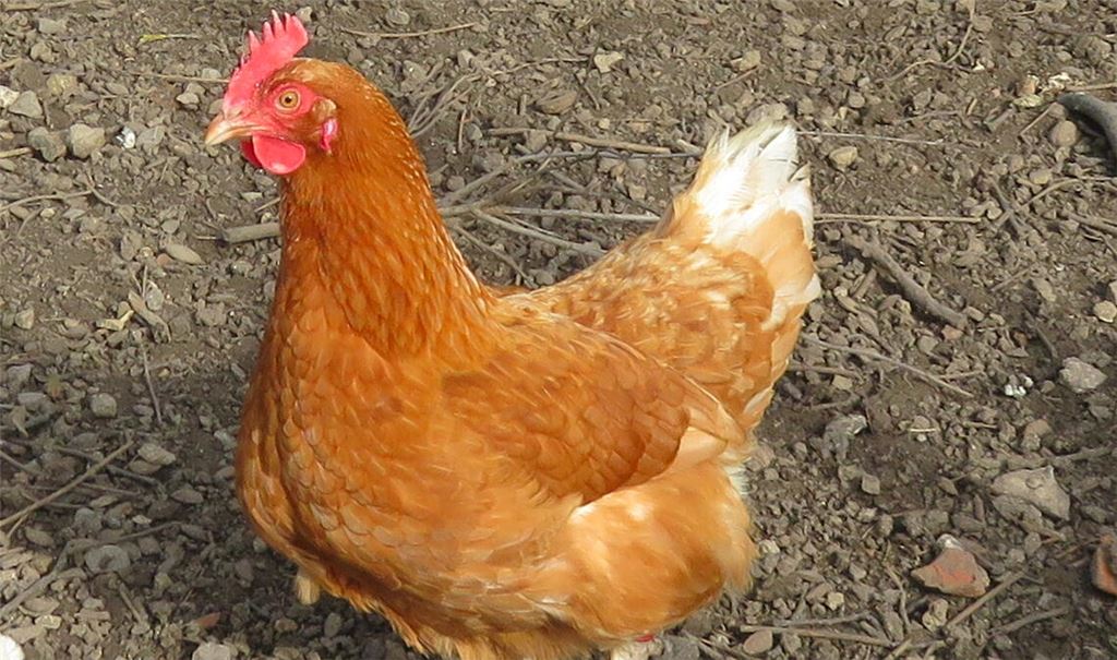 Diese Kandidatin ist in einem Ötisheimer Ortsteil zu Hause. Foto: Becker