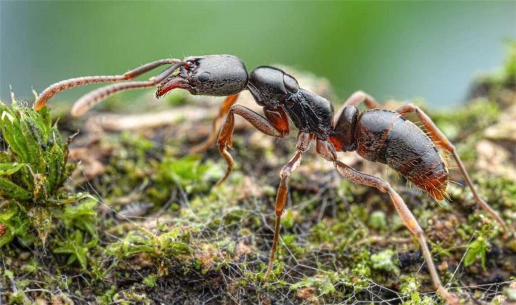 Diese Krabbler sind echt uangenehm: Obwohl die Asiatische Nadelameise nicht aggressiv ist, sticht sie bei Störung, was schmerzhaft sein und Unbehagen verursachen kann.