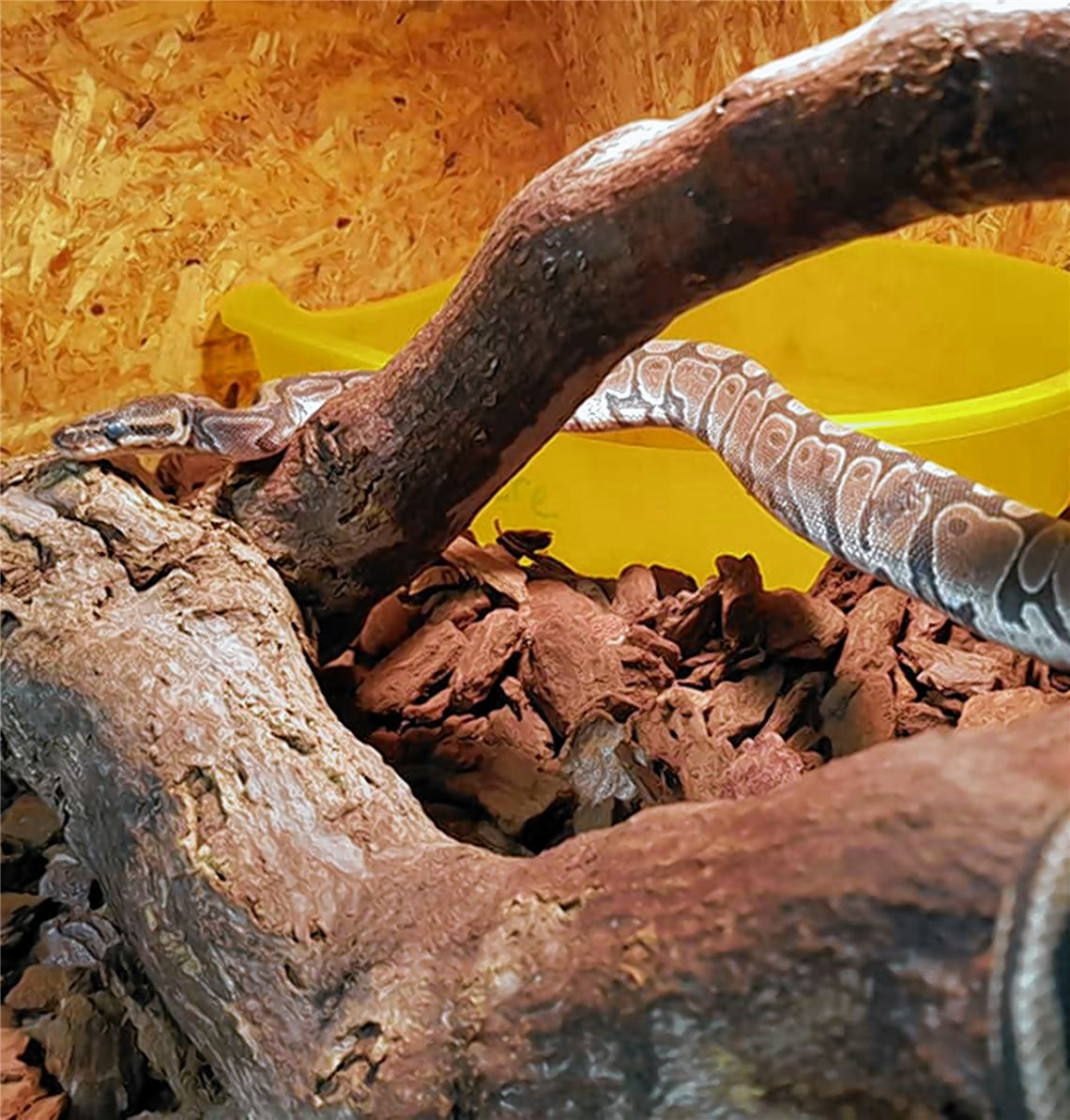 Diese Schlange haben Spaziergänger in einem Schrebergarten entdeckt. Foto: privat