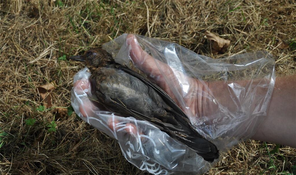Diese erkrankte Amsel hat es nicht geschafft. Doch kann es Artgenossen helfen, Beobachtungen über kranke oder verendete Tiere zu melden. Indirekt können Tierfreunde die Vogelwelt noch auf andere Art unterstützen: indem Gärten naturnah gestaltet werden. Auf diese Weise finden Vogelarten wie die Amsel, die im Siedlungsbereich vorkommen, bessere Lebensbedingungen vor. Ein möglichst hoher Bruterfolg ist wichtig, um Bestandseinbrüche, wie sie etwa Usutu verursacht, in den Folgejahren zu kompensieren. Foto: Bosch