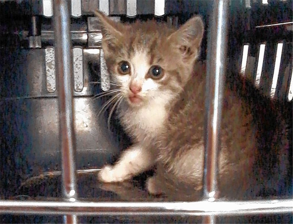 Diese kleine Katze ist von zu Hause ausgebüxt. Nun werden die Besitzer gesucht.