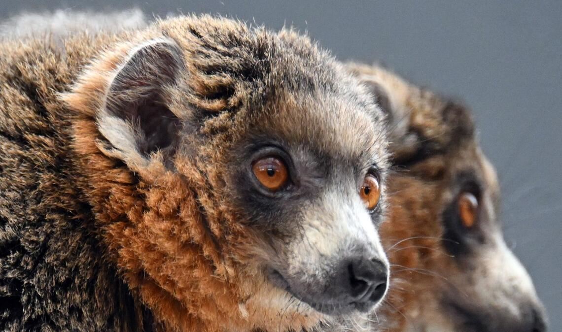 Diese zwei Mongozmaki-Männchen sollen jetzt im Kölner Zoo für Nachwuchs bei der vom Aussterben bedrohten Primatenart sorgen.