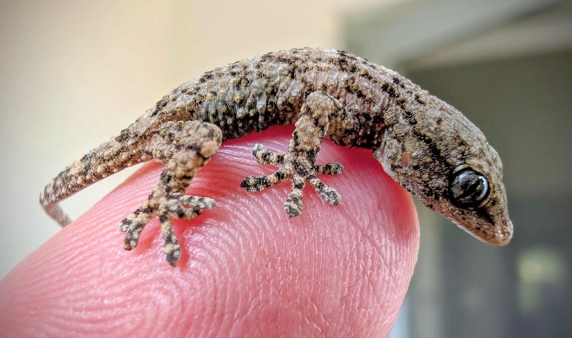 Diesen Gecko fand eine Frau aus Polen in einer Packung Rucola-Salat aus dem Supermarkt.