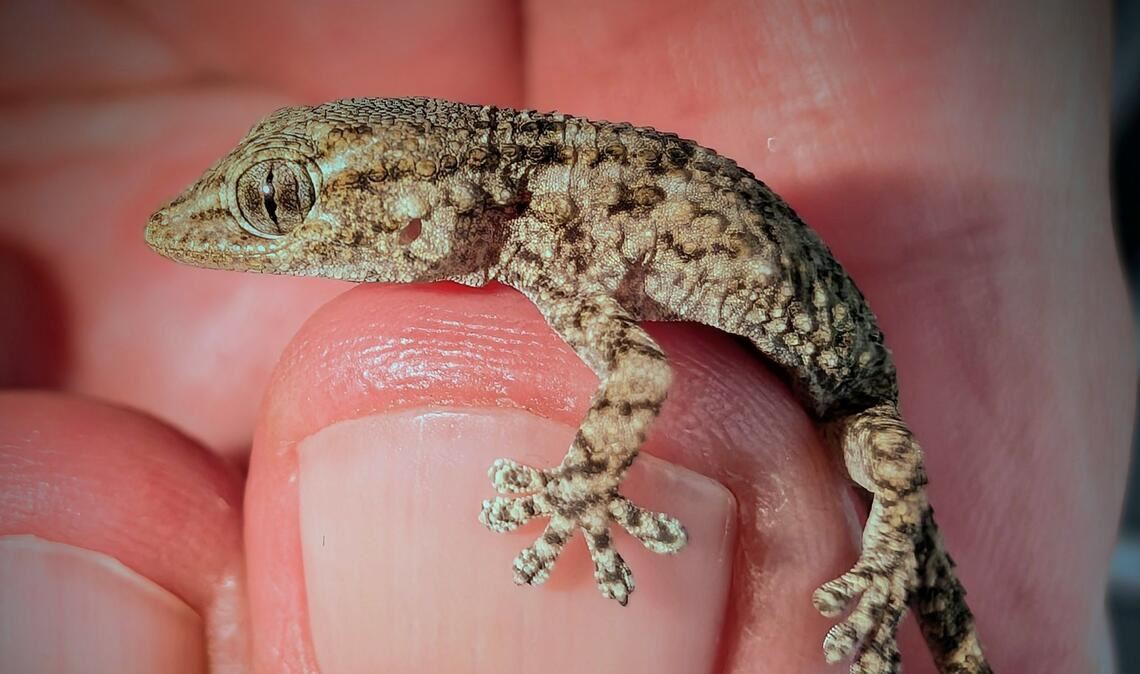 Diesen Gecko fand eine Frau aus Polen in einer Packung Rucola-Salat aus dem Supermarkt.