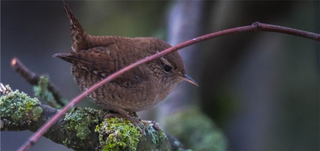 Dieser Zaunkönig hat einen Garten in Maulbronn besucht. Leserfoto: Ute-Christine Hill