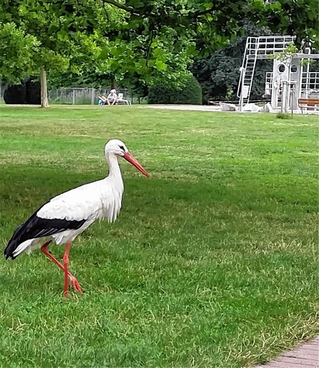Störche fliegen auf Ötisheim