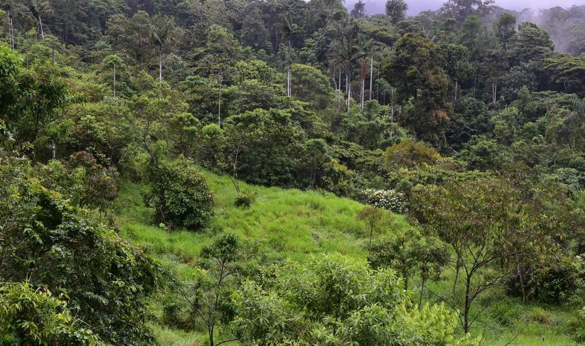 Dieser sich regenerierende Wald war noch vor wenigen Jahren eine Weide.