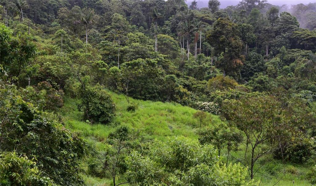 Dieser sich regenerierende Wald war noch vor wenigen Jahren eine Weide.