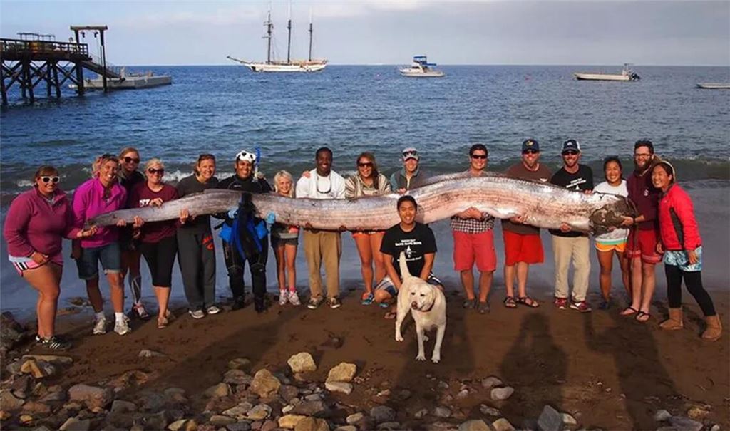 Dieser tote Riemenfisch wurde 2013 an der Küste von Kalifornien angespült (Archivfoto).
