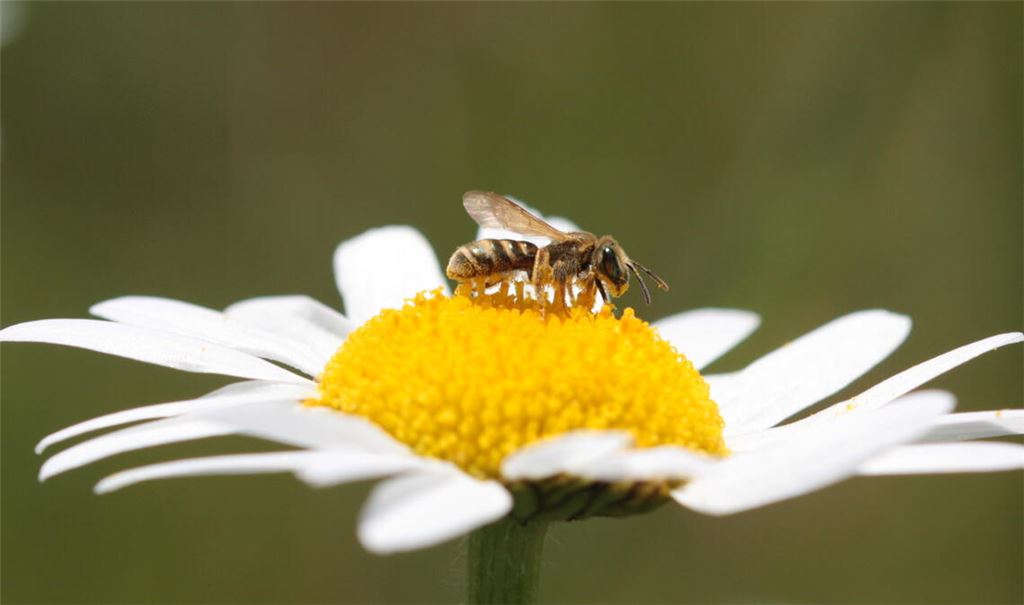 Dieses Insekt hat einen Landeplatz gefunden. Aber dass die Tiere Nahrung und Lebensraum finden, ist heutzutage weder eine Selbstverständlichkeit noch ein Kinderspiel. Gerade die junge Generation auf altersgemäße Art für das Thema Artenschutz zu sensibilisieren, kann unter anderem mit Kinderbüchern wie jenem von Maria Leon geschehen. Foto: Archiv