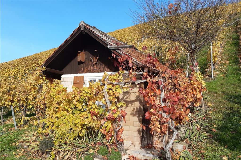 Dieses Wengerthäusle steht in den Gündelbacher Weinbergen. Leserfoto: Elisabeth Pollak, Lienzingen