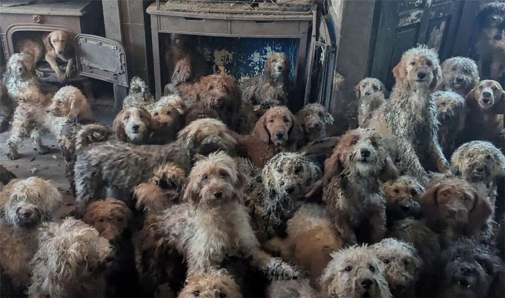 Dieses undatierte Foto zeigt Pudel-Mischlinge und andere Hunde, die in einem Haus an einem nicht näher genannten Ort in Großbritannien gehalten wurden.
