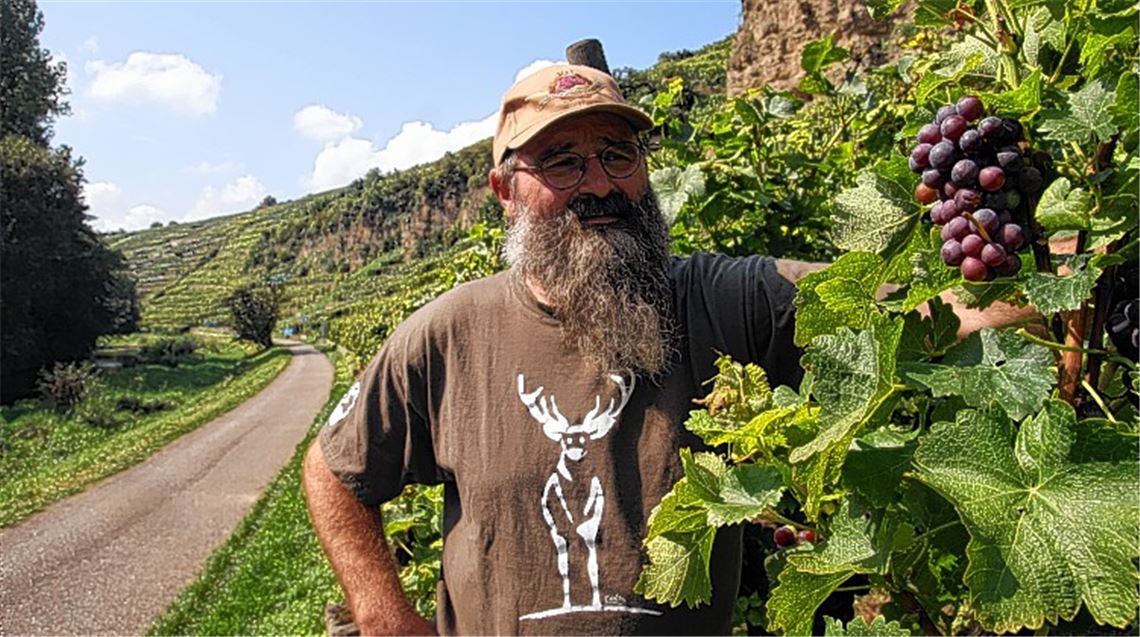Direkt am Enztalradweg locken die reifen Früchte: Wer als Ausflügler freundlich nach einer Kostprobe frage, sagt der Mühlhäuser Wengerter Karl-Georg Kärcher, erhalte selten eine Absage.