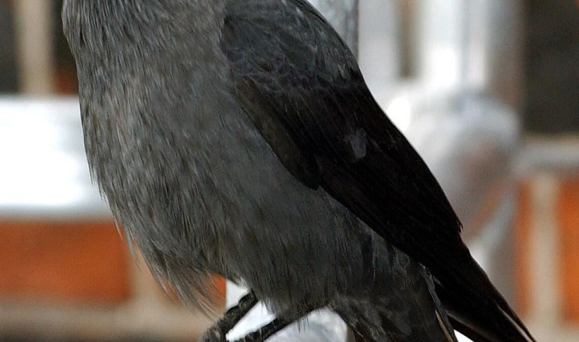 Dohle (Corvus monedula).