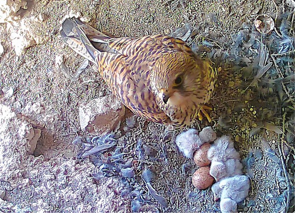 Falkenküken starten durch