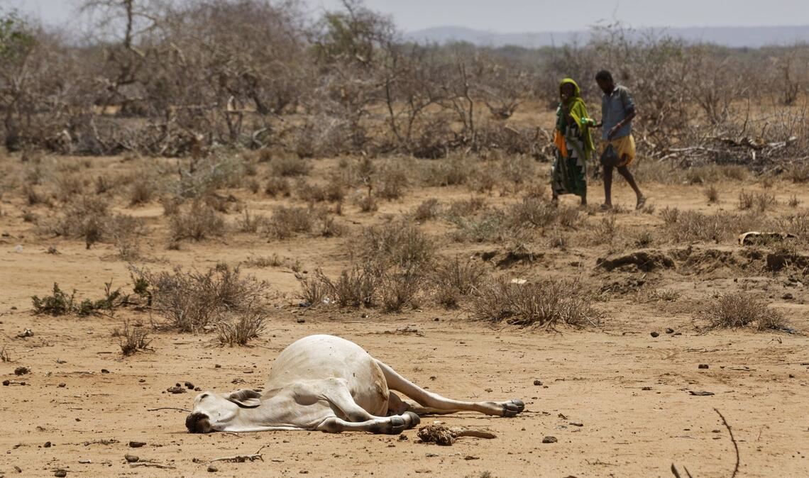 Dorfbewohner gehen in Bandarero (Kenia), an der Grenze zu Äthiopien, am Kadaver eines Rindes vorbei.