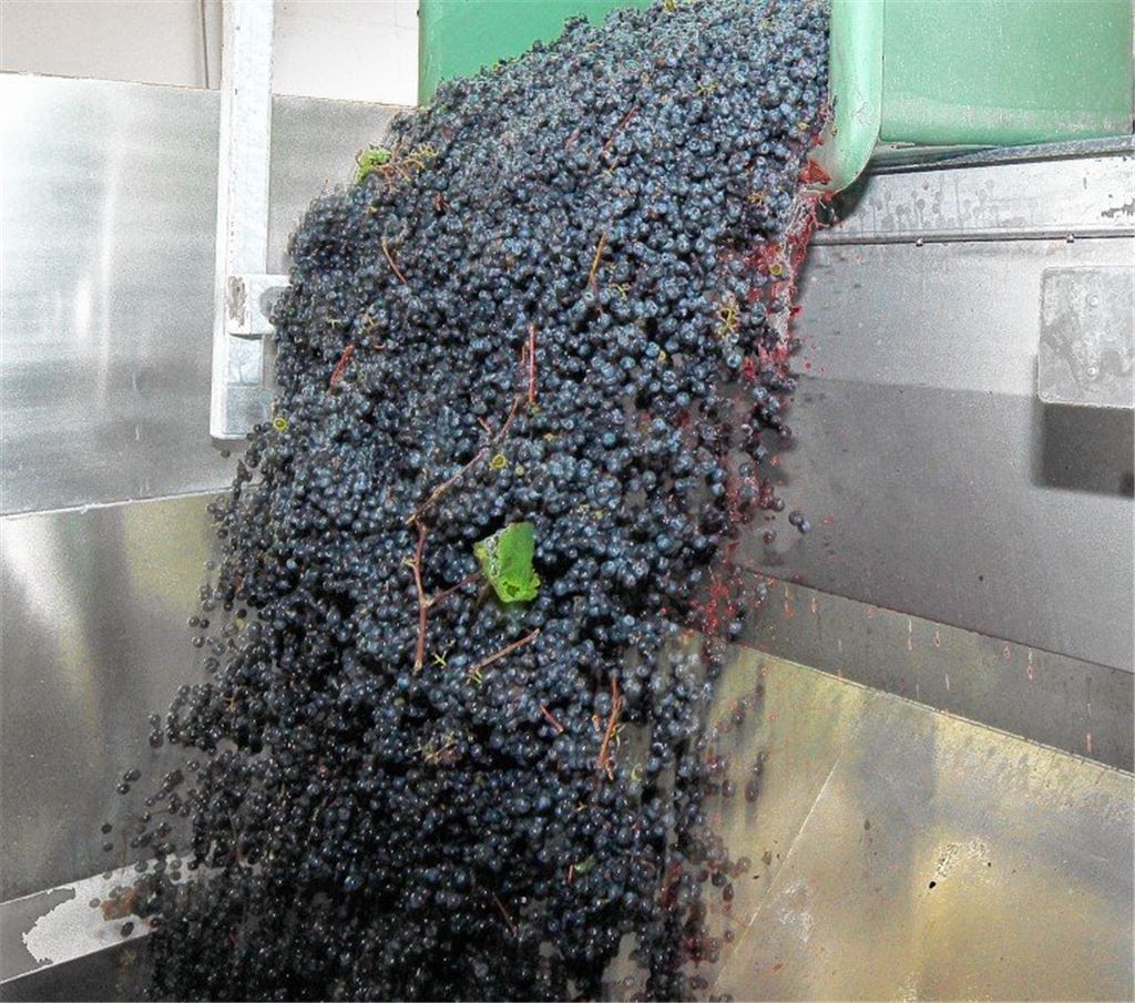 Startschuss für die Lese ist gefallen