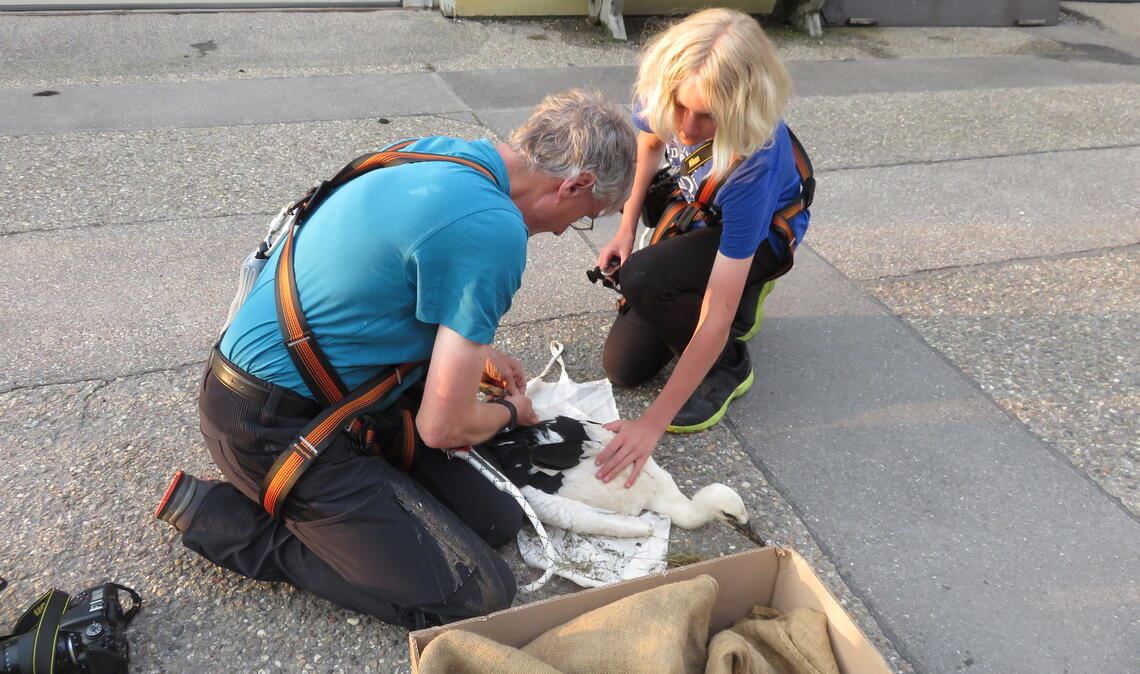 Der erste Ausflug ist ein voller Erfolg Dr. Stefan Bosch und Sohn Jason beringen den ersten Jungstorch, nachdem sie zuvor von der Feuerwehr an den Horst transportiert worden sind. Fotos: Becker, Bosch (2)